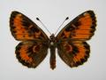 Melitaea trivia abb 6 (Internet Image property of respective owner, non-commercial use only)